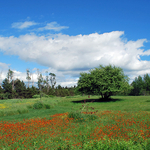 Orange Hawkweed in June - 2