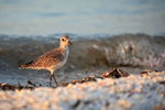 Grey Plover on sea shore, Sanibel Island, Florida