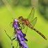 Saffron-Winged Meadowhawk