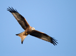 Red Kite