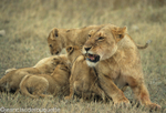 It's enough for the mother