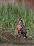 Long-tailed Meadowlark, Carcass Island, Falklands