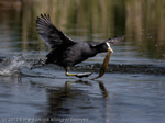 Coot (Fulica atra) running with weed