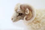 Ram