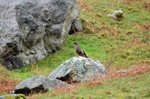 Common Buzzard