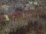 New Growth I