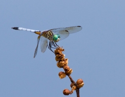 Dragonflies _0027