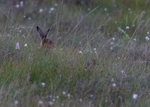 Brown Hare