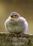 House sparrow
