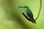 Female Green-crowned Brilliant with open bill, Costa Rica
