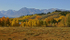 Tetons, Aspens & Cottonwoods