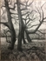 Wild Wood Drawing 12 56cm x 76cm Graphite on Paper