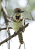 d'Arnaud's Barbet