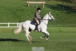 608-SIR.HAROLD-William.Cursham-TrotUp+SJ portfolio