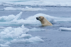 Polar Bear been for a swim