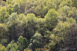Spring Green