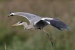 Grey Heron on landing approach