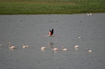 Greater Flamingos