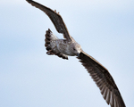 20150306-8E0A0032