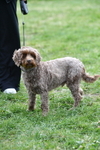 Class 1 Best Cross Breed / Heniz 57 portfolio