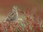Magellanic Snipe upright stance, Sea Lion Island, Falklands