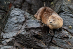 Marine Otter at Chanaral Island, Chile