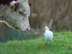 Cattle Egret portfolio
