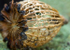 Seedhead