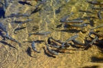 European Chub