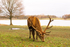 Stags in Tatton Park-4
