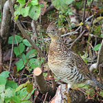 Ruffed Grouse Bonasa umbellus
