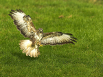 Common Buzzard