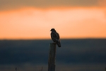 Common Buzzard