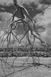 Inversion (Roxy Paine, Jerusalem)
