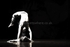 Australian Ballet