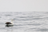 Royal Albatross resting, Pacific Ocean, Chile