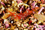 Pandalus montagui