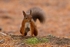 Brave Red Squirrel    ref 115A8347