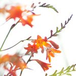 Montbretia in the Air!