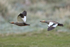 Ruddy-headed Goose pair in flight, Carcass Island, Falklands