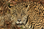 Male Jaguar portrait, Corixo Negro, Mato Grosso, Brazil