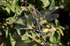Migrant Hawker.