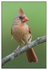 Birds - Color - 03