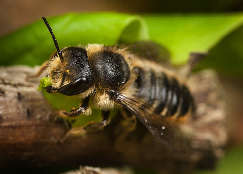 Megachile centuncularis female, resting with a piece of cut leaf. Warwickshire, July 2012.