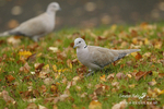 Collared Doves 281111 2