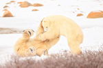 Male Polar Bear pulled over during fight, Churchill, Canada