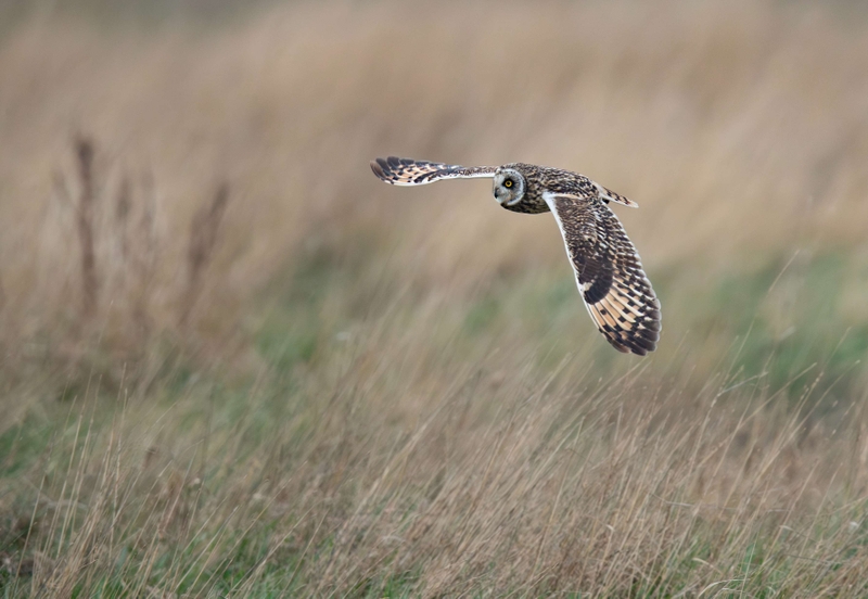 Short Eared Owl