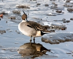 Pintail portfolio