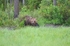Brown Bear