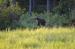 Brown Bear cub